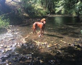 Hamerský potok v kempu