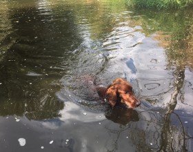 Hamerský potok v kempu